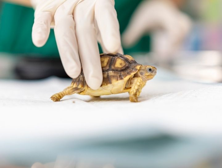 Warwick Animal Hospital Exotic Vet |Reptile Veterinarian